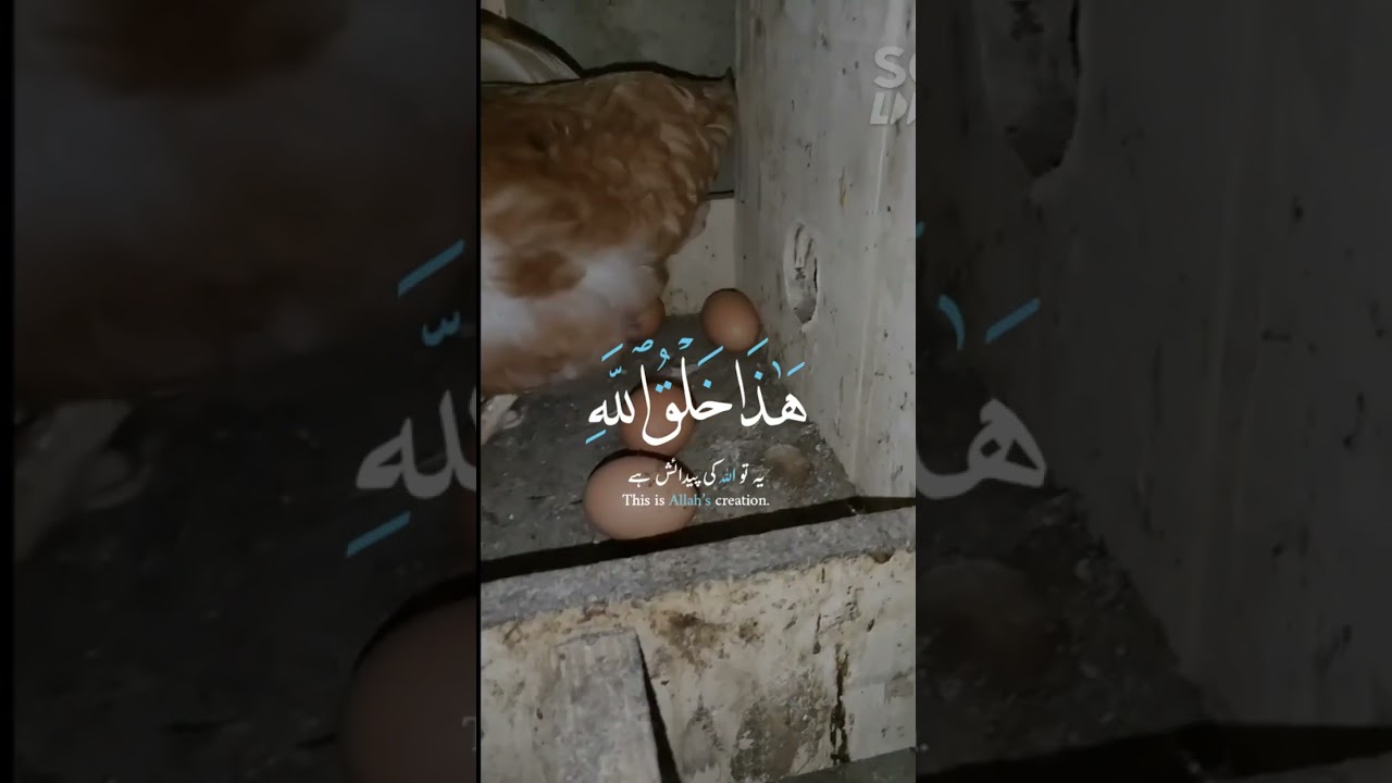 Omega brown eggs ❤