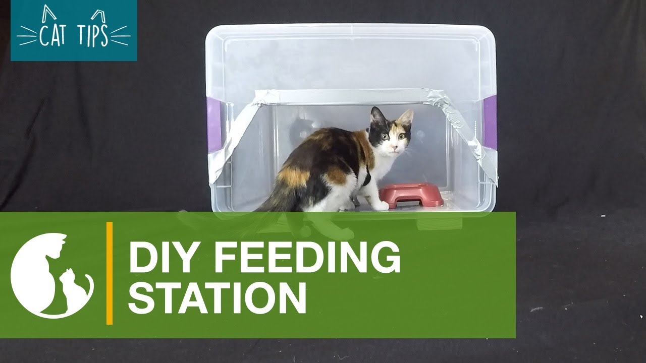 how to get a feral cat to use a shelter