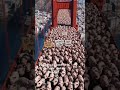 Pig protest #pig