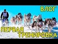 ВЛОГ: ЕЗДОВОЙ СПОРТ! Ездовые собаки хаски и маламут / VLOG  Sledge dogs husky and malamute