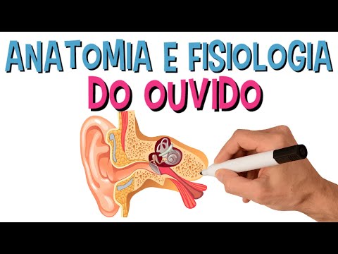 Vídeo: Anatomia, Diagrama E Imagens Da Orelha - Mapas Do Corpo