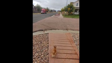 The no look crossing the street. Work in progress