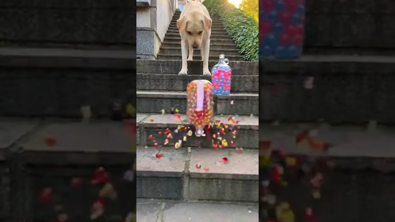 dog rolling bottle down stairs Pt7 