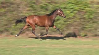 Vidéo LOT 366 OLLY TO GIS - Ventes de Trotteurs de Caen - 23 septembre 2025