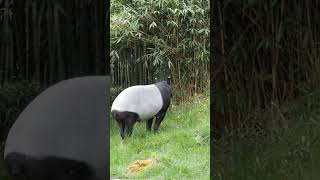 Malayan tapir walking