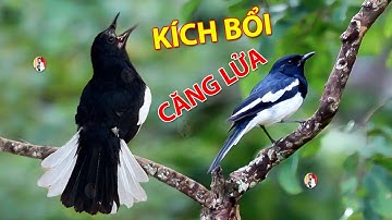 Chòe Than Hót Chuẩn GIỌNG NÚI RỪNG Kích Chòe Than Hót Đấu Luyện Choè than HÓT HAY choe than#choethan