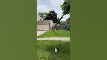 Dawn redwood #trees #viral #trending #trend #viralshorts #trendingshorts #fyp #viralvideo #video