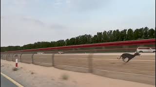 شارة المرموم 29-07-2023 by Saluki_Race 254 views 9 months ago 1 minute, 33 seconds