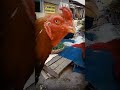 ayam jago wereng kuneng #shorts #ayamjago #ayam #ayamkampung