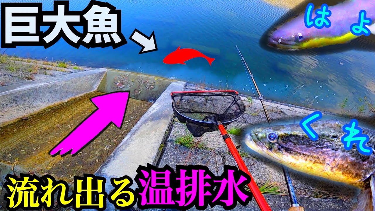 温排水の流れる川で巨大魚を捕獲してペットのエサにする。 - YouTube