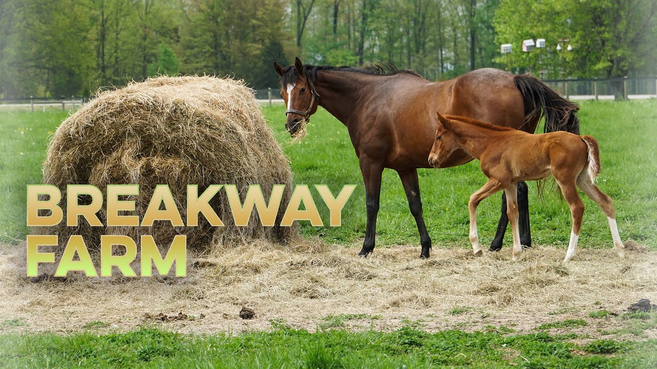 Treasure of the Midwest: Breakway Farm