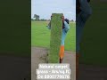 Nilgiri turf grass# carpet grass # Mexican # natural# Australian grass # 8800770676