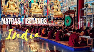 Mantras tibetanos en DIRECTO - Budismo India - Monjes budistas, Monasterio de Namdroling, Bylakuppe