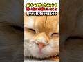 【笑劇】メンドくさかったニャンコ…飼い主にお願いしたことw #猫 #ねこ #ニャンコ #猫動画 #かわいい #猫のいる暮らし #カワイイ #面白い #面白動画 #shorts
