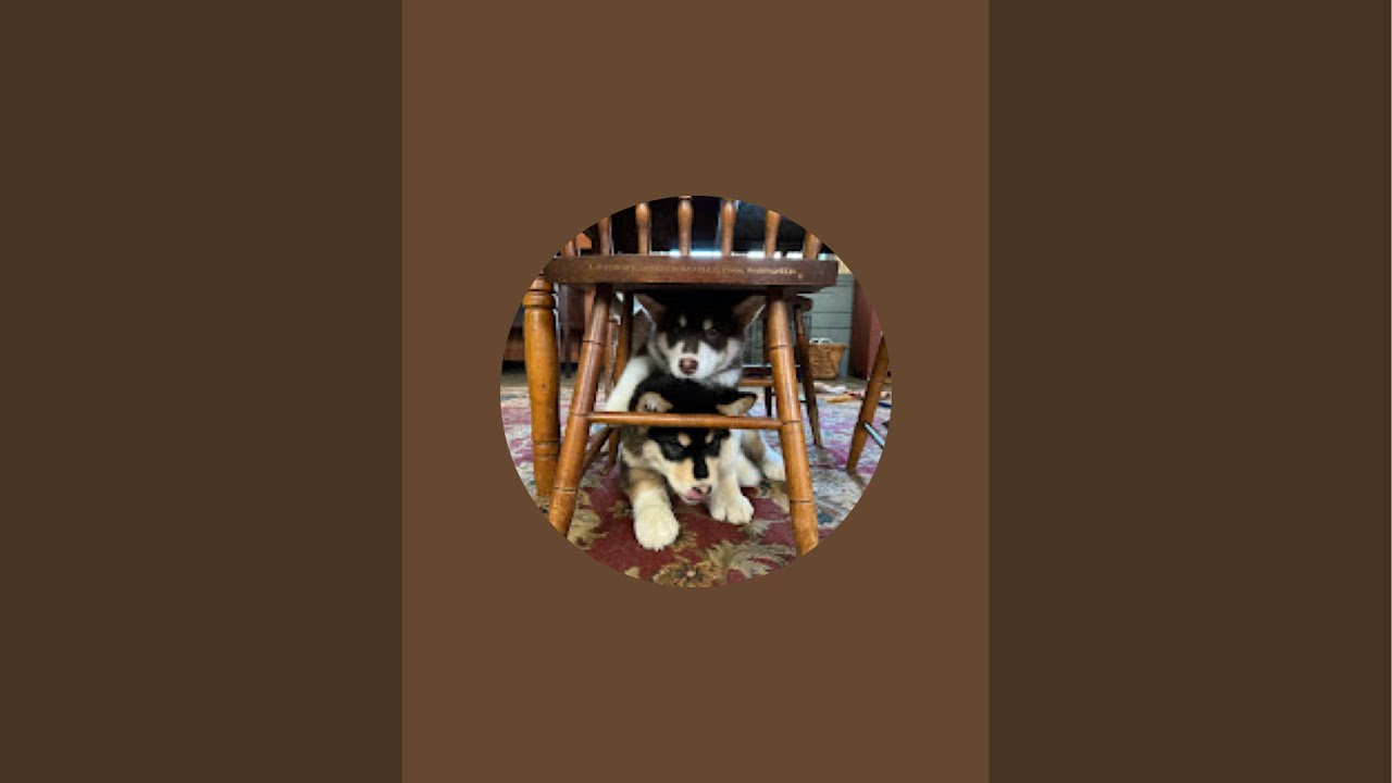 Amazing Scooter Pulling Alaskan Malamute 