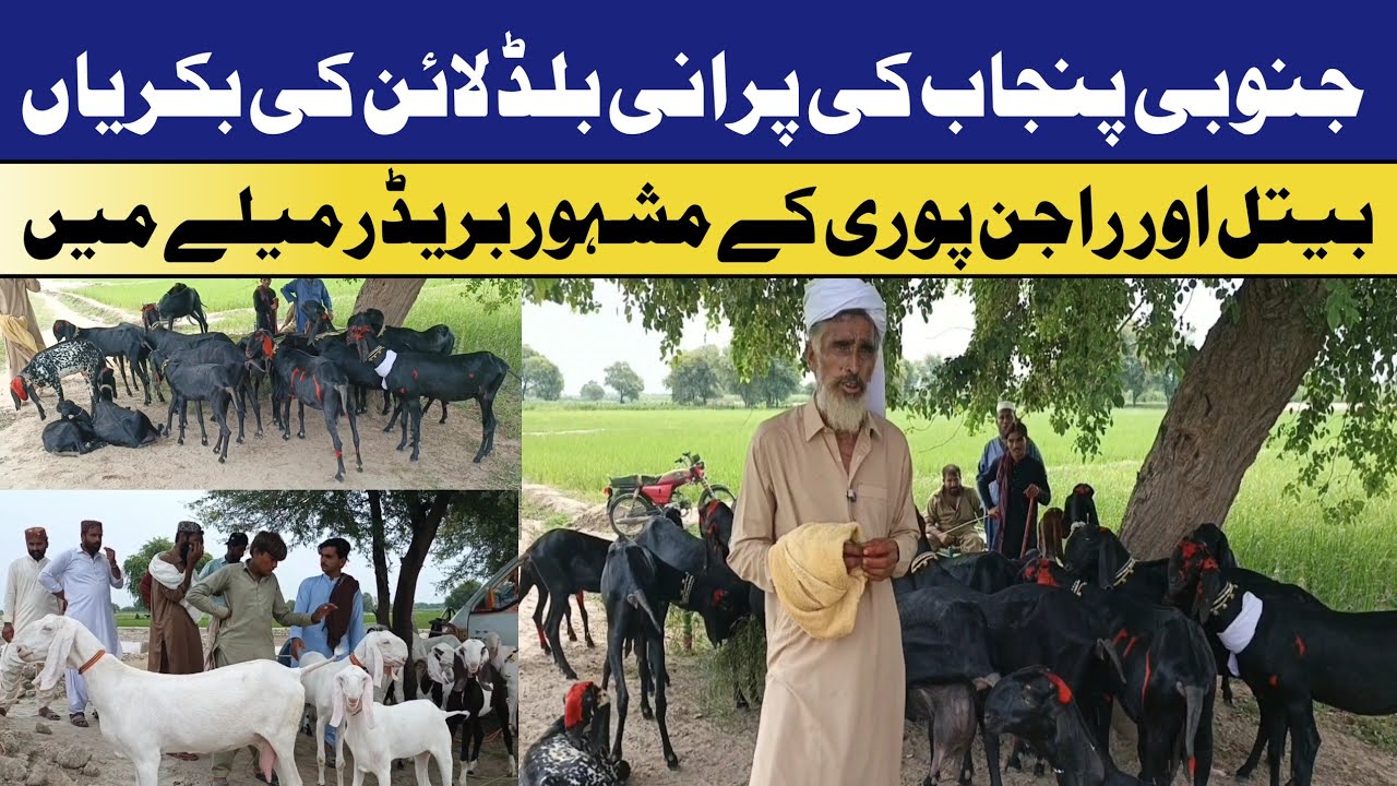 Beetal Goat Old Bloodline🐐| RYK Goat Mela | Hassam Farmology