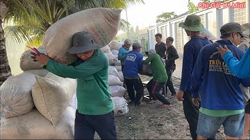 Tư vào kênh và đi thám thính tình hình mùa cắt lúa || Chị Gái Utmini.