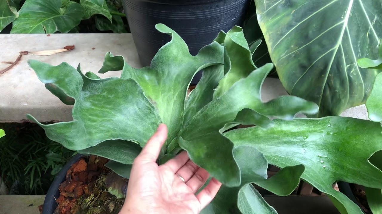 Platycerium Dragon (Thick fronds) - YouTube