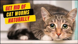 Pengobatan Rumahan Untuk Cacingan Pada Kucing😾Cara Membasmi Cacingan pada Kucing