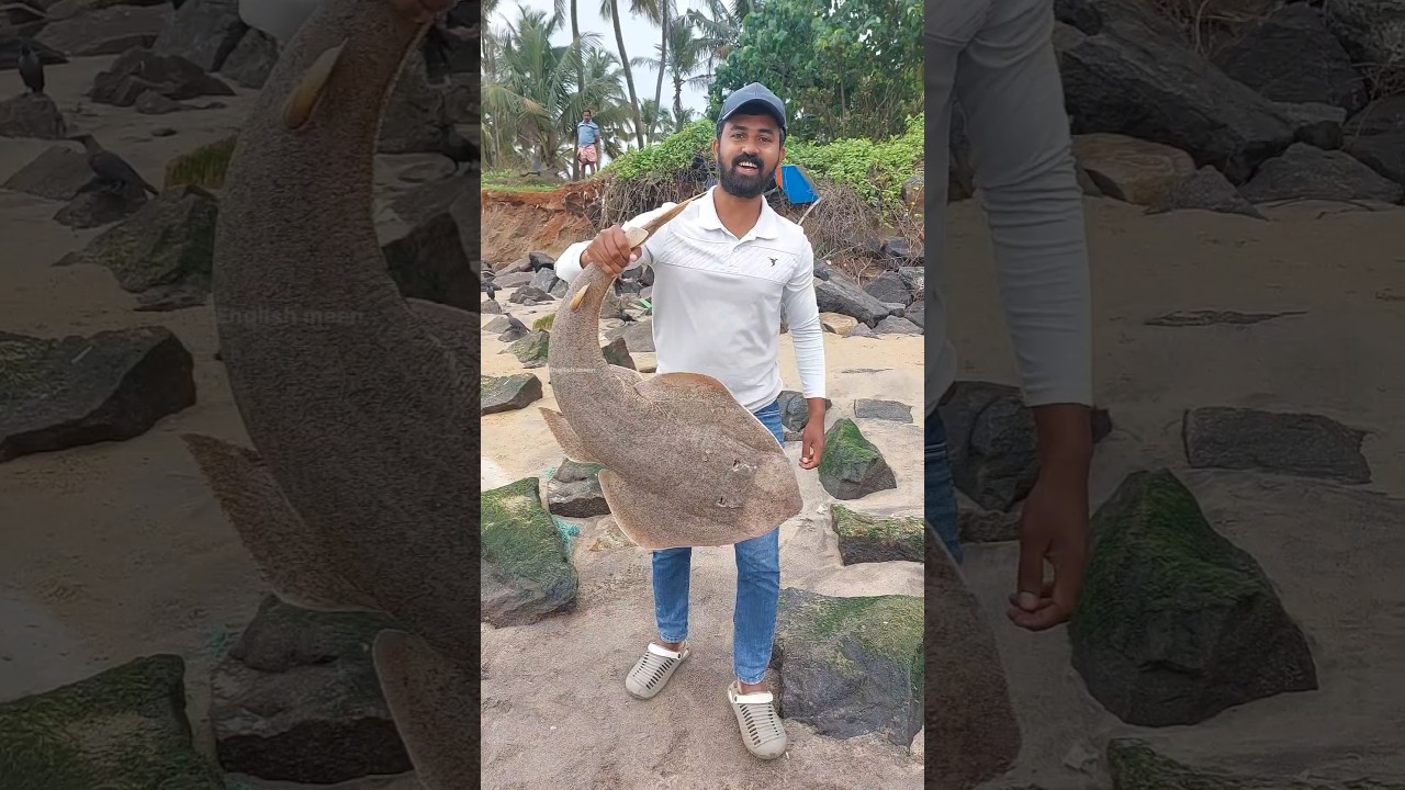 വീശി വലയിൽ കേറിയ കിടിലൻ മീൻ #fishing #fisherman #fish #seafishing #shorts #bigfish 18.6.26