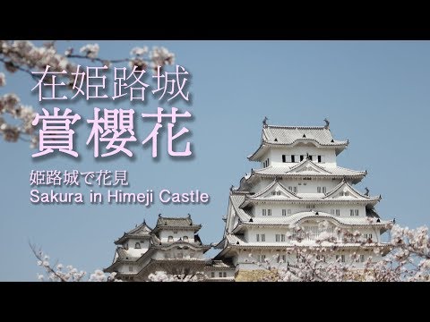 在姫路城賞櫻花 | 姫路城で花見 | Sakura in Himeji Castle