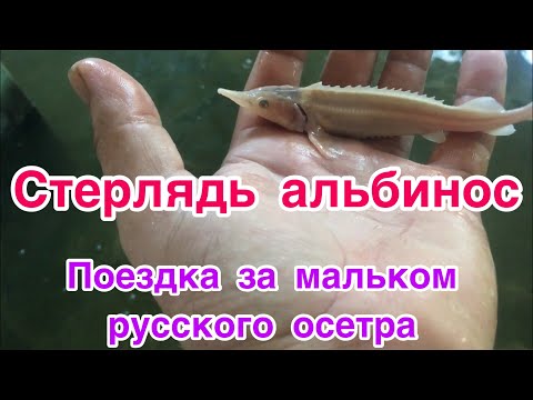 УЗВ//ОСЕТРОВАЯ ФЕРМА//СТЕРЛЯДЬ АЛЬБИНОС.ПОЕЗДКА ЗА МАЛЬКОМ РУССКОГО ОСЕТРА!!!