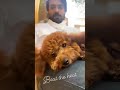 Ramcharan Enjoying With His Dog Beats The Heat Latest Video