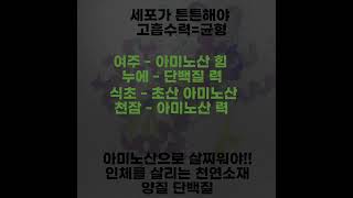 천잠원 천잠 하늘이 내린 누에고치 누에고치효능 단백질 실크아미노산 5령3일누에, 5령7일 누에고치, 누에고치 단백질 가공 혈당 환, 여주환 등