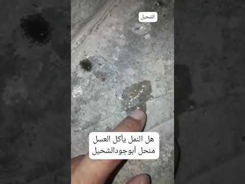 هل النمل يأكل العسل منحل أبوجودالشحيل