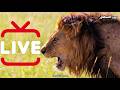 🔴 مباشر الآن | وثائقيات الحيوانات العربية! | اكتشف الطبيعة LIVE