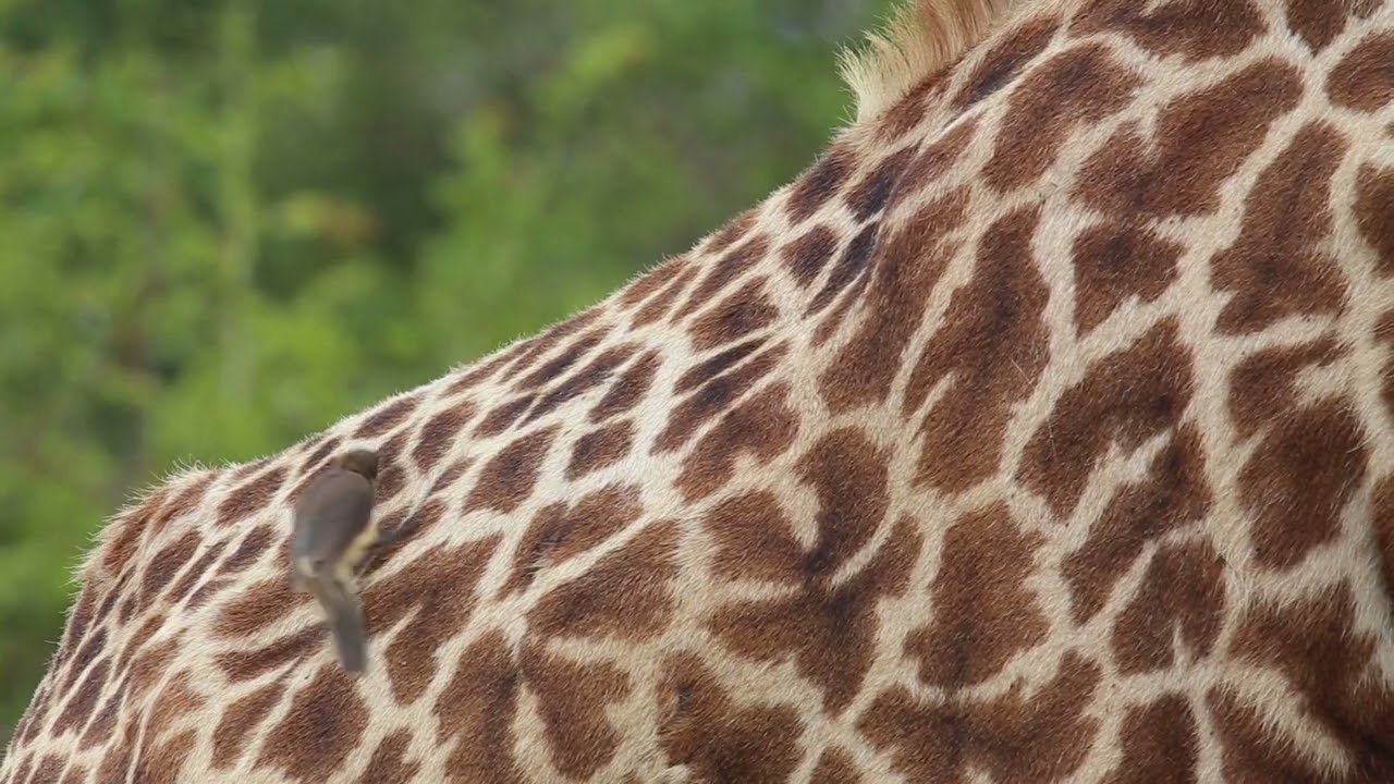 Tanzania Birding Tours