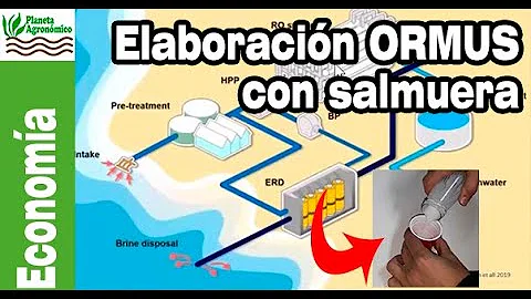 ¿Qué tipo de bacteria crece en la salmuera?