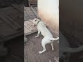 Dogo arjantino ares yavru köpeklere tepkisi
