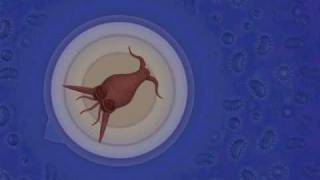 Spore:The Cell Stage Walkthrough Part 2