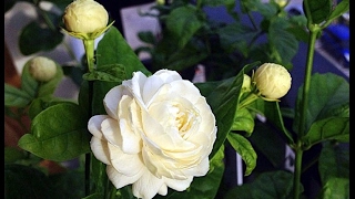 Beautiful and Fragrant Jasmine Flowers Pictures