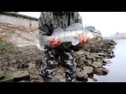 Video: Rotolo Di Lucioperca Reale