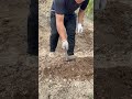 Organic composting using chicken poop