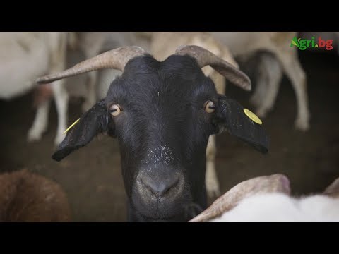 Видео: Камъни в урината при кози и дребни преживни животни