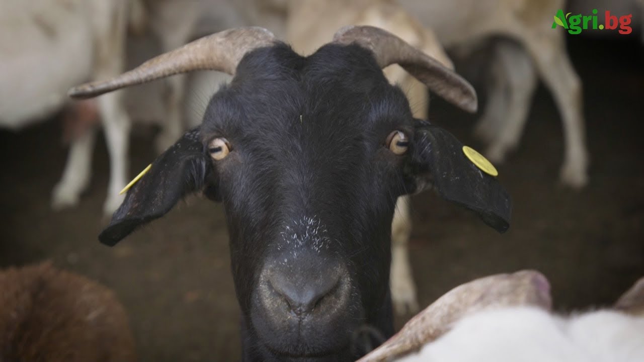 Животновъд за сушата: Трябва държавна помощ, за да оцелеят животните