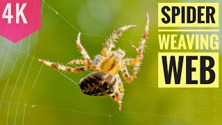 Spider weaving web - Beautiful Spider Web Build  4k Video