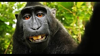 Who Owns a Monkey's Selfie? And a Song About Meningitis!