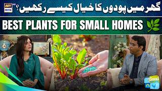 Grow Beauty at Home 💚🌱| Nida Yasir | Fazila Qazi | Good Morning Pakistan
