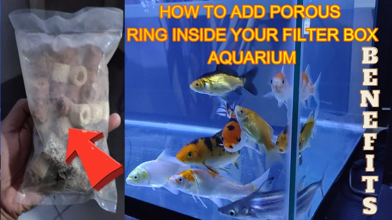 HOW TO ADD POROUS RING INSIDE YOUR FILTER BOX | BENEFITS | 50 GALLOON AQUARIUM  | BREE SOLUTIONS