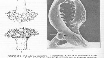 Echinoderm video 26 - Asteroidea