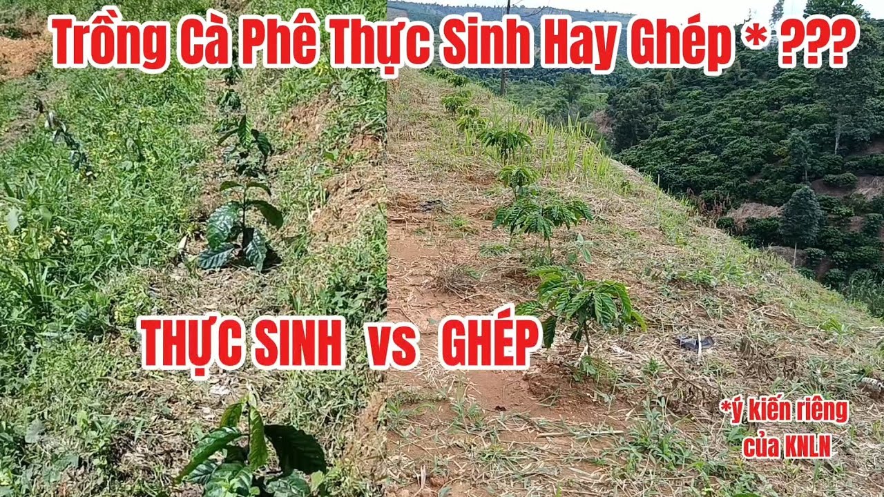 Nên trồng Cà Phê Thực Sinh hay Cà Phê Ghép #giacaphehomnay #trongcaphekieubrazil #xanhlun #capheghep