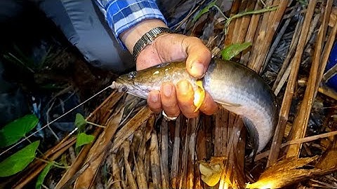 #7 Hôm Nay Mấy Anh Em Đi Cắm Câu Cá Rô Chứ Không Phải Cá Lóc, Cá Trê | Trương Rô