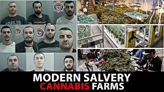 How Albanian Gangs Are Dominating the UK Cannabis Trade