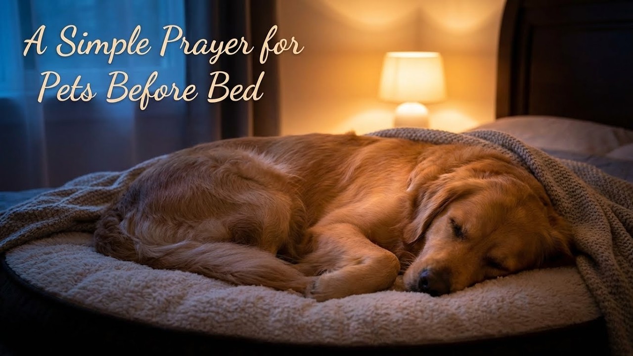 A Simple Prayer for Pets Before Bed | Peaceful Sleep in God’s Hands