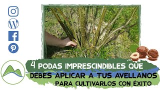 Cómo podar un avellano: 4 podas imprescindibles que debes aplicar para cultivarlos con éxito| LdN