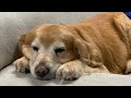 ごはんより眠い君